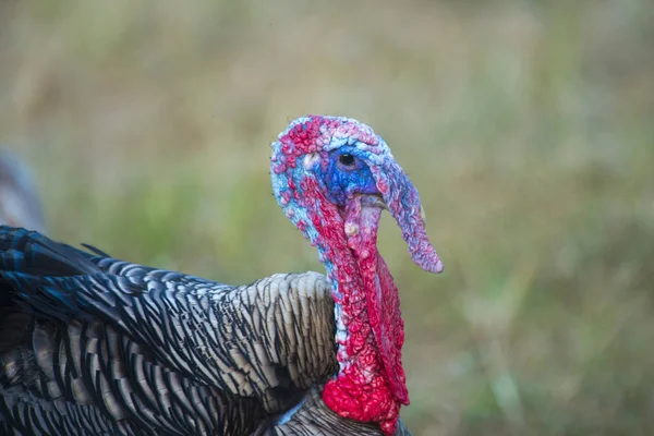 Turkey Close Blurred Background — Foto de Stock