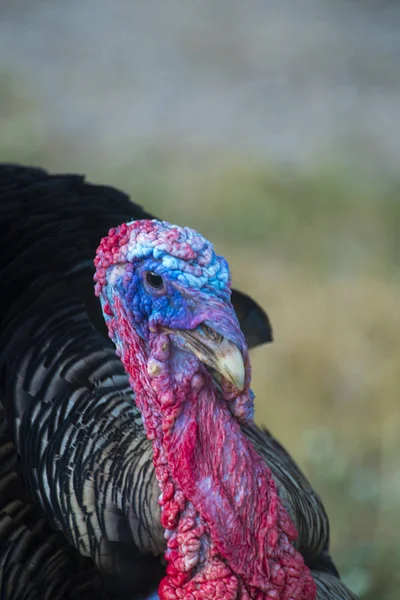 Turkey close up on blurred background