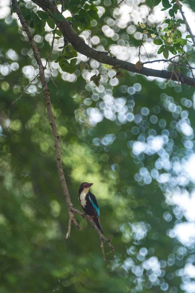 Kingfisher Bird Tree Branch Close — Stock Photo, Image