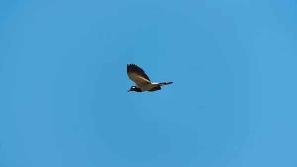 Fågel Flyger Blå Himmel — Stockfoto