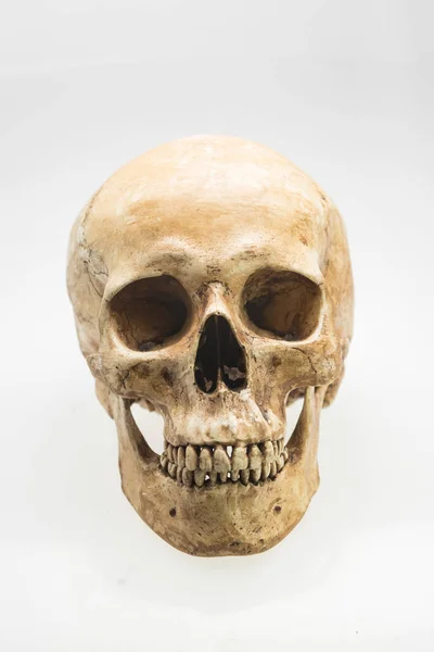 Modello Cranio Umano Sfondo Bianco Isolato — Foto Stock