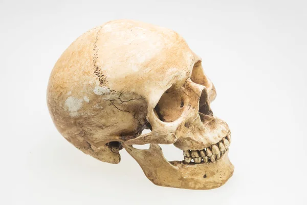 Modello Cranio Umano Sfondo Bianco Isolato — Foto Stock