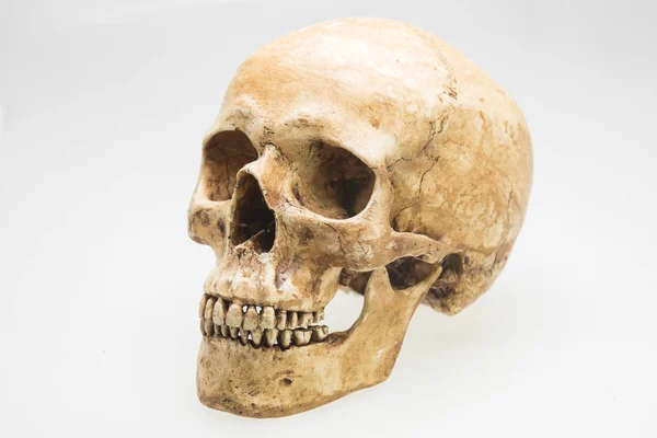 Human Skull White Background — Stock Photo, Image