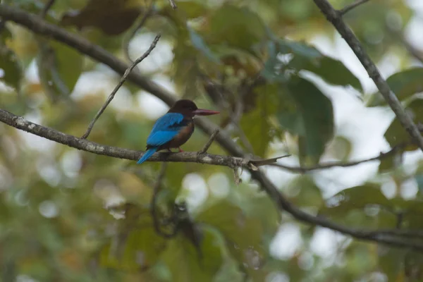 Oiseau Dans Nature Thaïlande — Photo