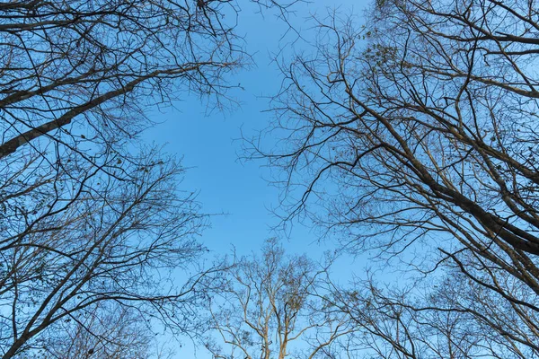 Tree Branch Blue Sky — Stock Photo, Image