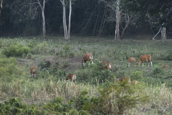 Gefährdete Arten Der Iucn Roten Liste Der Bedrohten Arten Banteng — Stockfoto