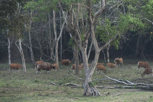 Endangered species in IUCN Red List of Threatened Species Banteng (Bos javanicus) family was beware in group position in real nature at Hui Kha Kheang wildlife sanctuary in Thailand