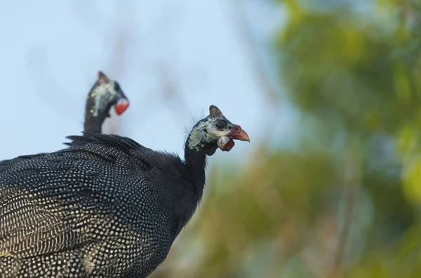 Helmeted Guinea Fowl Birds — Foto de Stock