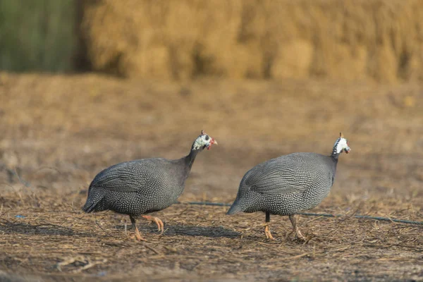 Helmeted Guinea Fowl Birds — Foto de Stock
