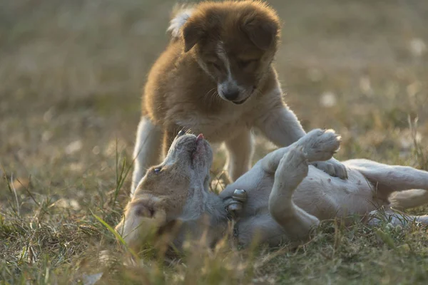 Puppies Hond Spelen Het Gras Met Warm Zonlicht — Stockfoto