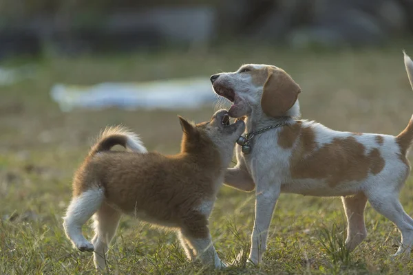 Щенки Собаки Играют Траве Теплым Солнечным Светом — стоковое фото