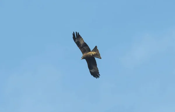 Fliegender Adler Vereinzelt Blauer Himmel — Stockfoto