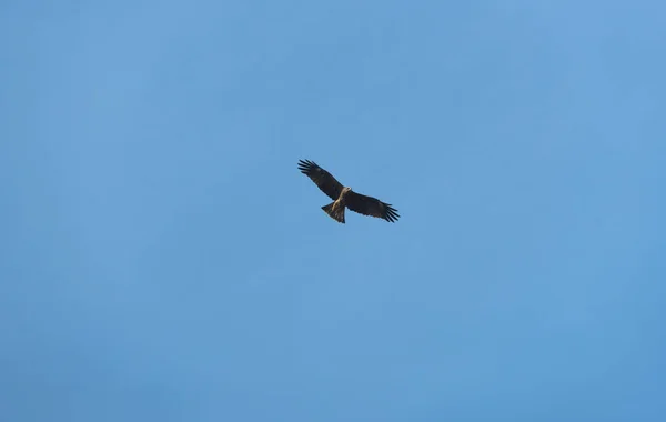 Aigle Noir Sur Ciel Bleu — Photo