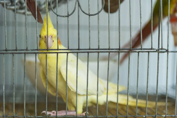 Одинокая Птица Клетке — стоковое фото