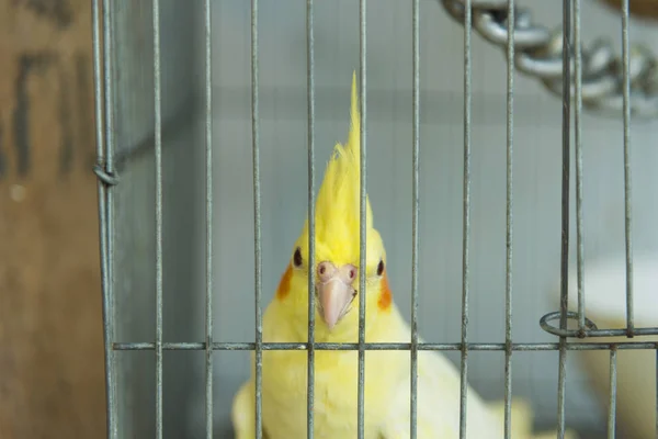 alone bird in cage