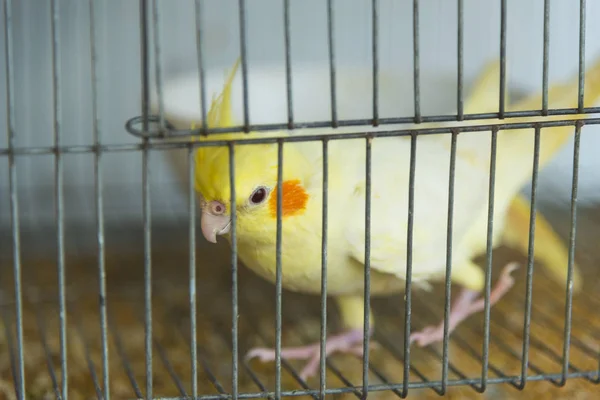 alone bird in cage