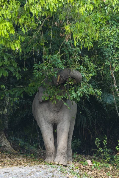 Ασιατικός Ελέφαντας Στο Εθνικό Πάρκο Khao Yai Ταϊλάνδη — Φωτογραφία Αρχείου