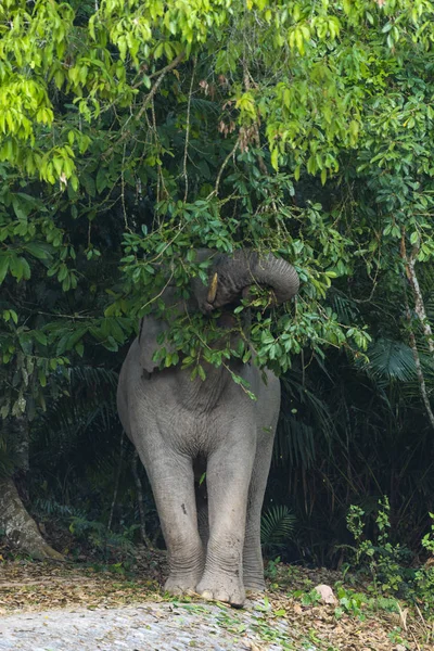 アジアゾウ カオヤイ国立公園で — ストック写真