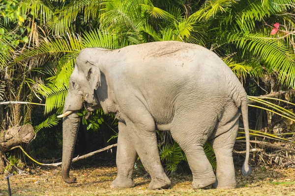 Ασιάτες Ελέφαντες Εθνικό Πάρκο Khao Yai — Φωτογραφία Αρχείου