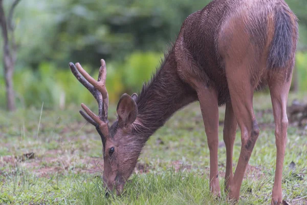 Sambar Rådjur Skogen Khao Yai Nationalpark Världsarvslista — Stockfoto