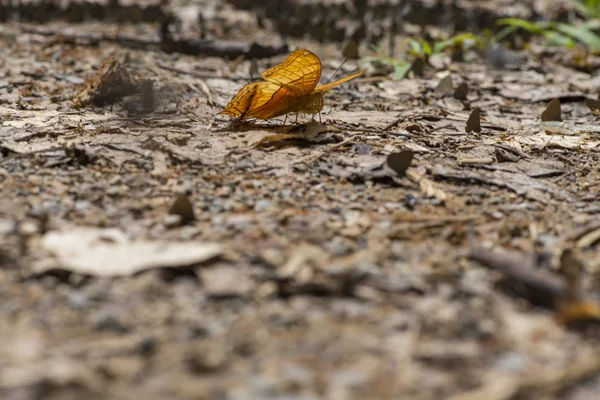 Butterfly Ground Close — Fotografia de Stock