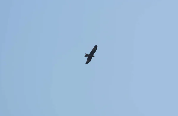 Flying Eagle Isolerade Blå Himmel — Stockfoto