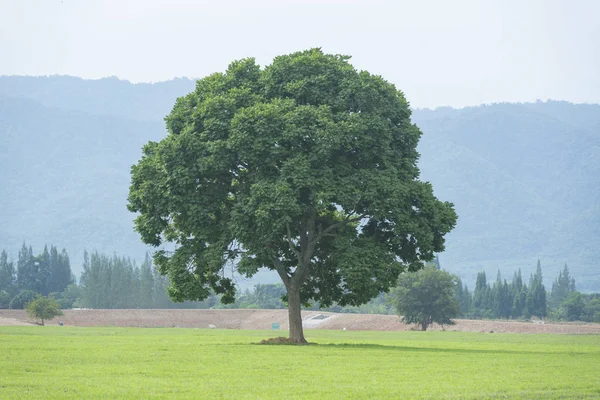 Einzelner Großer Baum Grünland — Stockfoto