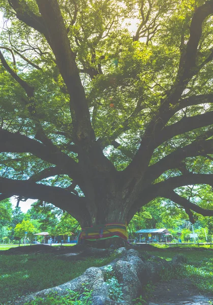 Fantasie Großer Baum Mit Sonnenlicht Jahrgang Gefiltert Vintage — Stockfoto
