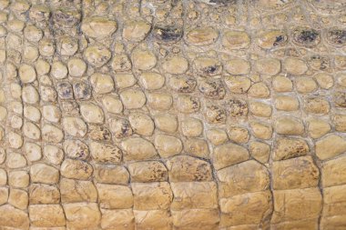 Timsah Cilt doku arka plan, kahverengi renk