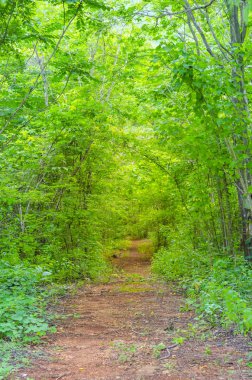Ormanın derinliklerinde