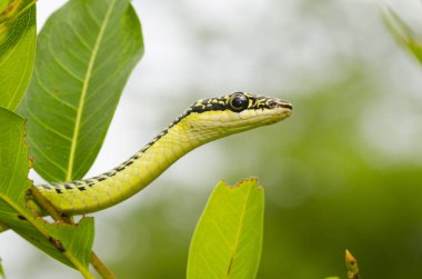 ağaç üzerinde yeşil mamba yılanı yakın çekim, tropikal orman, Tayland