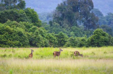 Vahşi geyikler Tayland 'daki Khao Yai Ulusal Parkı' nda güzel bir arazide konuşlanır.