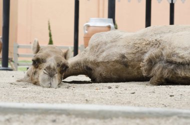 close up of a young camel lying on the floor 