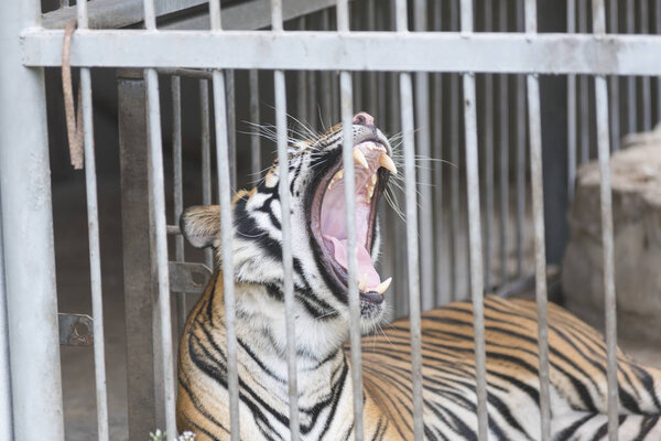 Bengal tiger in cage, zoo