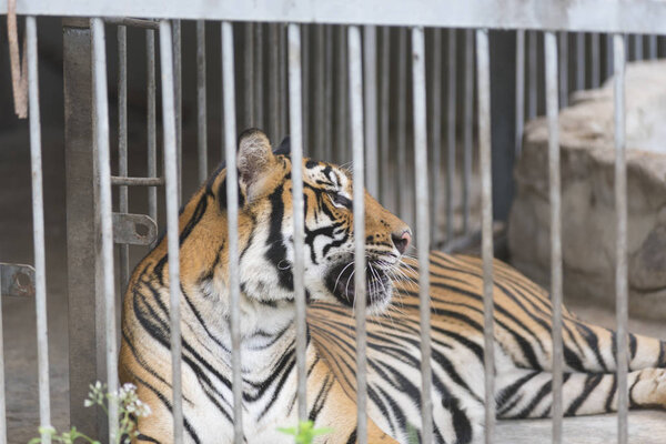 Bengal tiger in cage, zoo