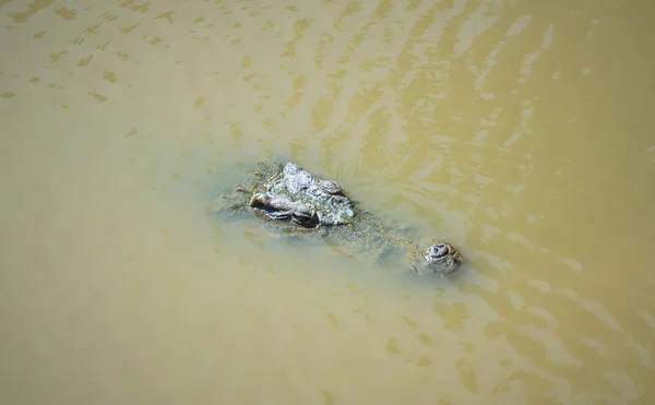 Crocodile Dans Lac Eau Thaïlande — Photo