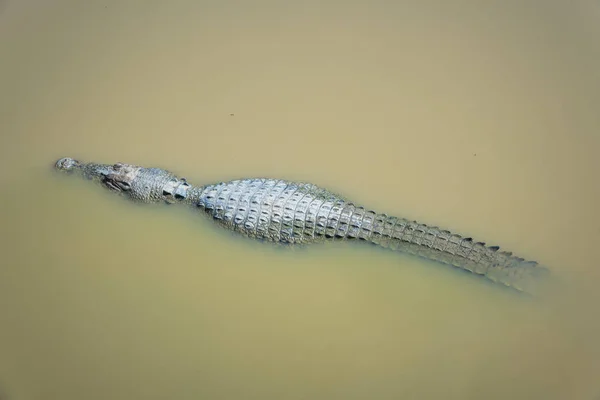 水湖中的鳄鱼 — 图库照片
