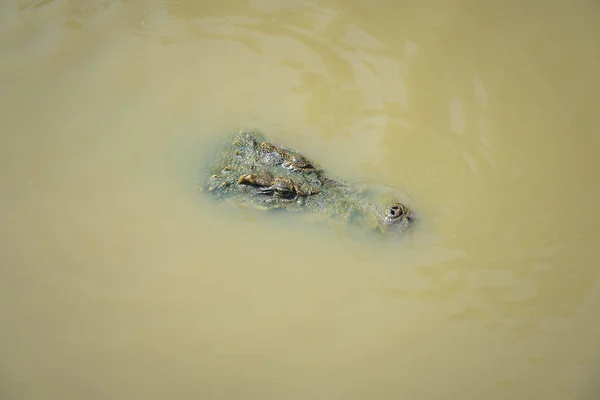 Crocodile Dans Lac Eau — Photo