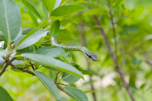 Ağaç Üzerinde Yeşil Mamba Yılanı Yakın Çekim Tropikal Orman Tayland — Stok fotoğraf