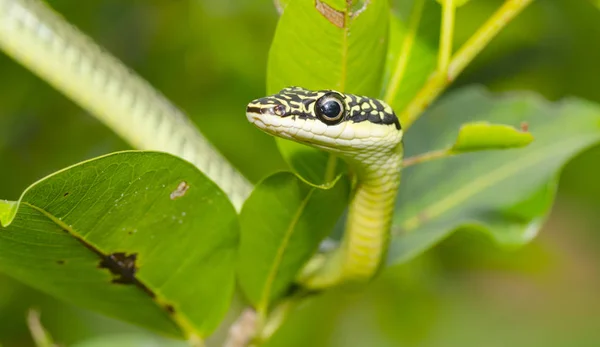 绿色曼巴蛇在树上的特写 热带森林 — 图库照片