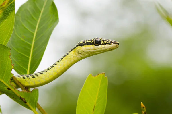 Close Van Groene Mamba Snake Boom Tropisch Bos Thailand — Stockfoto
