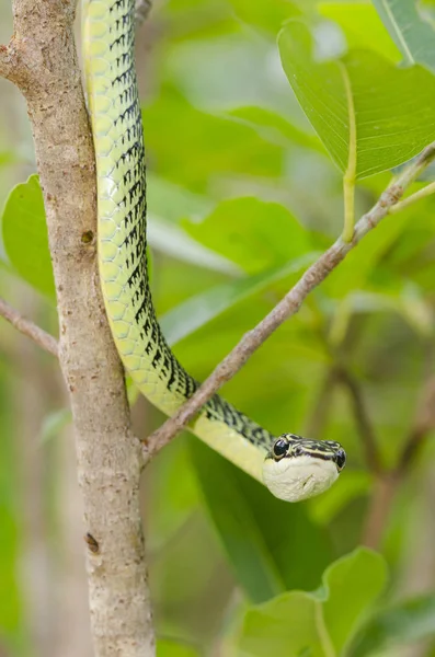 Blízký Zelený Mamba Had Stromě Tropický Les Thajsko — Stock fotografie