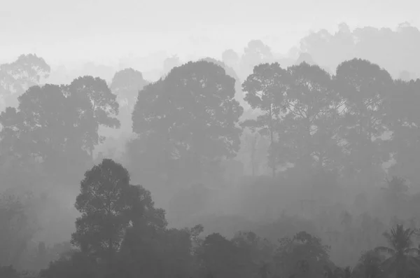 Fundo Floresta Tropical — Fotografia de Stock
