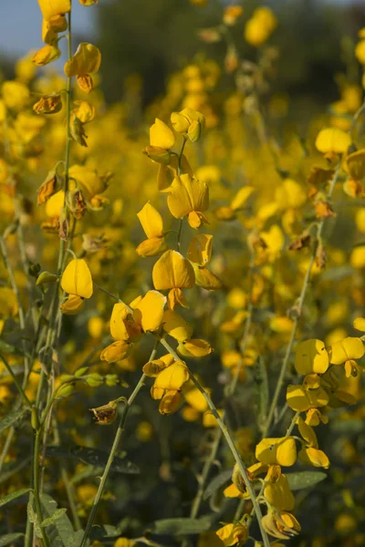 花园里的黄色花 — 图库照片