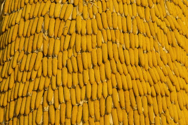 Background Corn Close — Fotografia de Stock