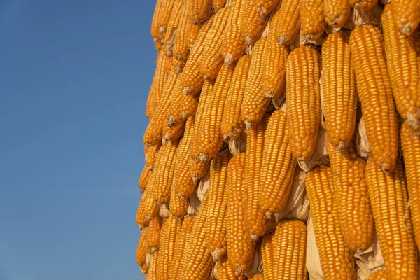 Background Corn Close — Fotografia de Stock