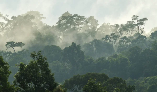 Глубокий Тропический Лес Навес Туман — стоковое фото