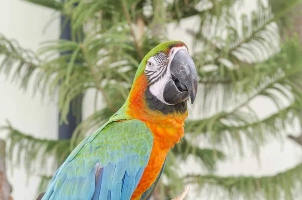 Яскравий Папуга Макаве Крупним Планом — стокове фото
