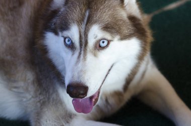 Alaska malamute büyük köpek