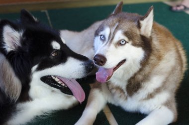 Alaska malamute büyük köpek
